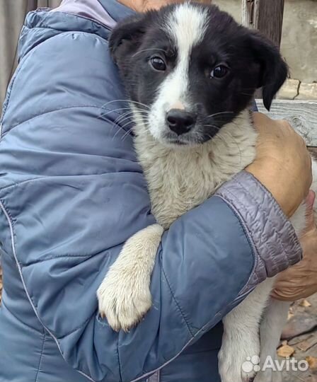 Щенки-девочки