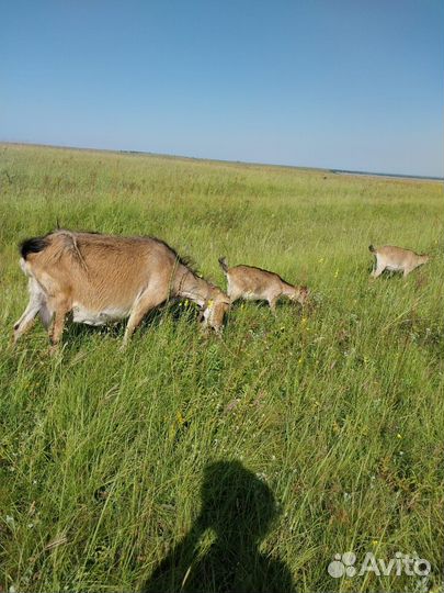 Продаются козы