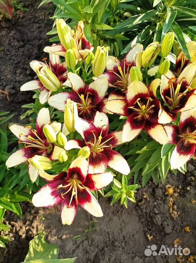 Цветы лилии луковицы