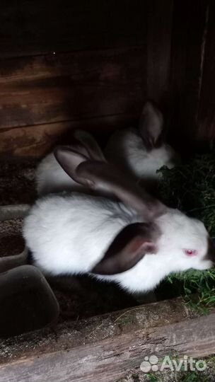 Калифорнийские кролики