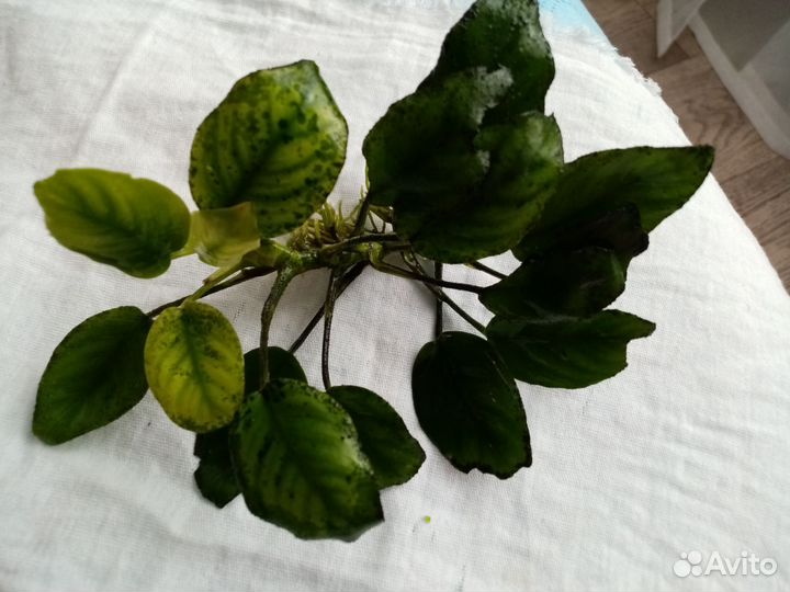 Аквариумное растение