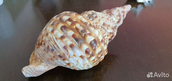 Ракушки большие и морская звезда