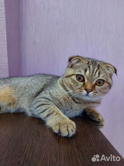 Шотландская вислоухая