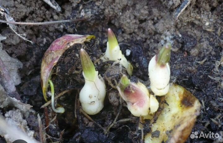 Лилии луковицы