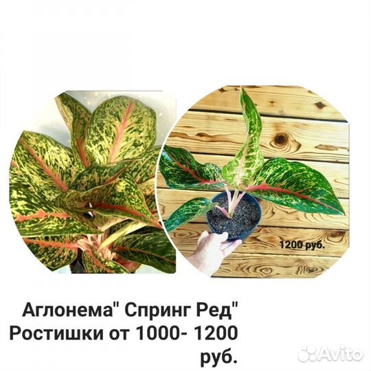 Комнатные растения