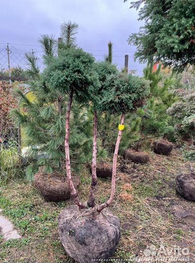 Можжевельник формированный