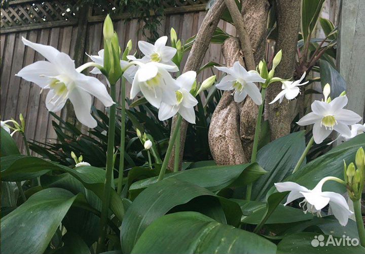 Эухарис (амазонская лилия)