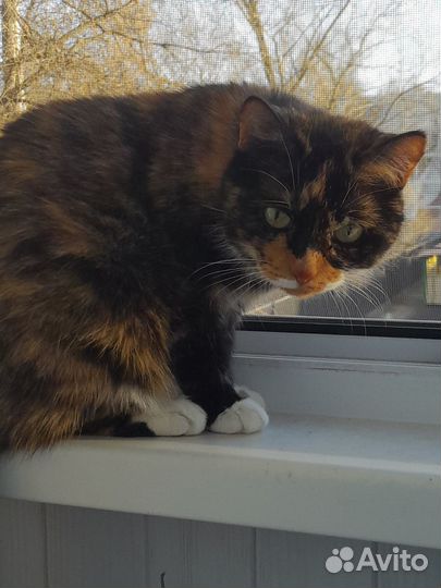 Отдам кошку в хорошие руки