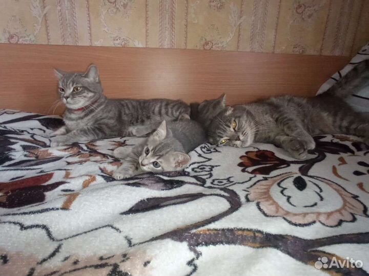 Кошки в добрые руки бесплатно