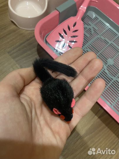 Лоток для кошек, лопатка для лотка, кошачья миска