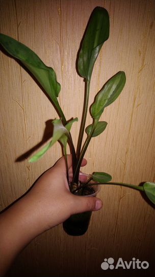 Дримиопсис пятнистый