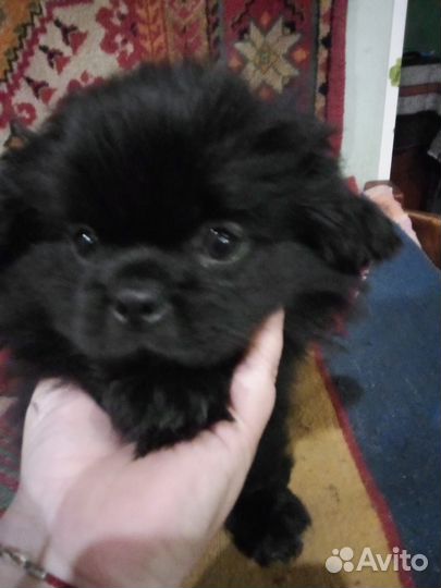 Щенок пекинеса