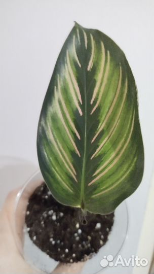 Калатея орната сандериана