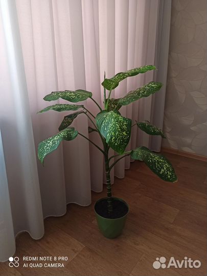 Диффенбахия