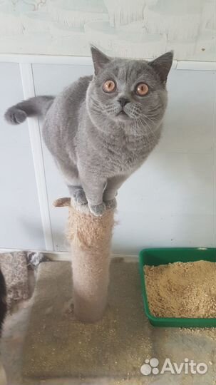 Британские котята 8 мес