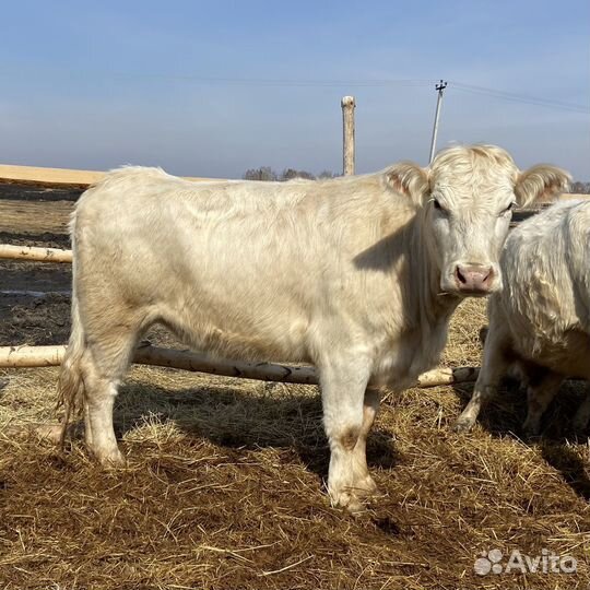 Крс Аулиекольской породы