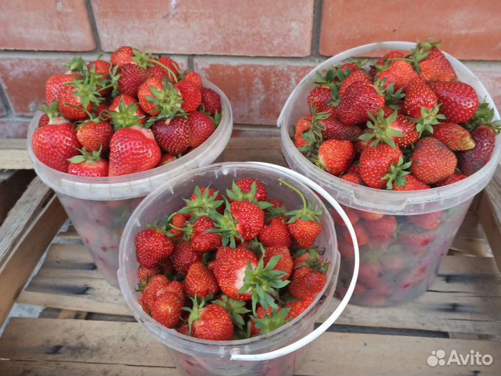 Клубника ремонтантная, сезонная саженцы