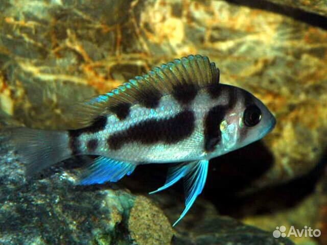 Цифотиляпия Фронтоза Черная Вдова Cyphotilapia Fr