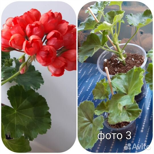 Герань пеларгония