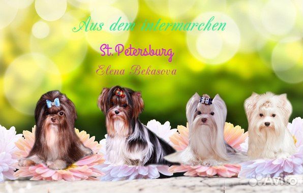 Радуга цветов оформление немецких документов