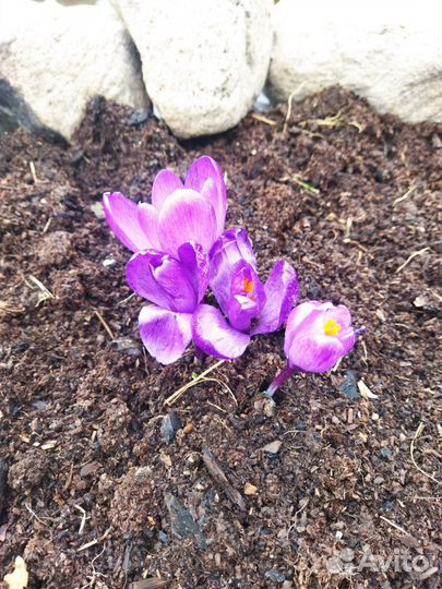 Перегной/плодородная земля, навоз (от крс)