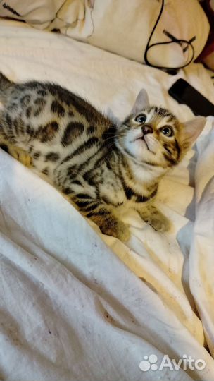 Бенгальская