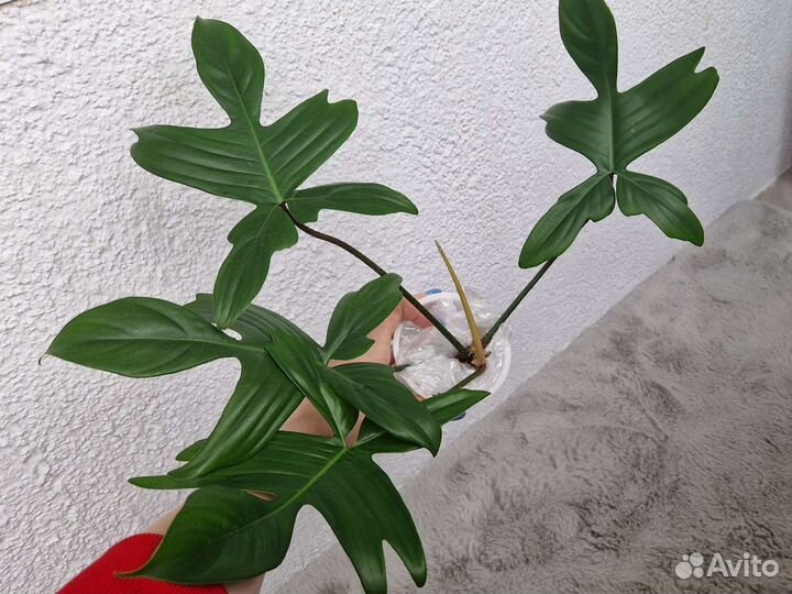 Филодендрон флорида бьюти альба