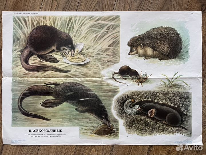 Школьные плакаты биология