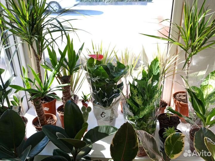 Комнатные цветы