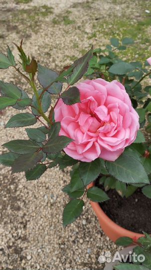 Домашняя роза