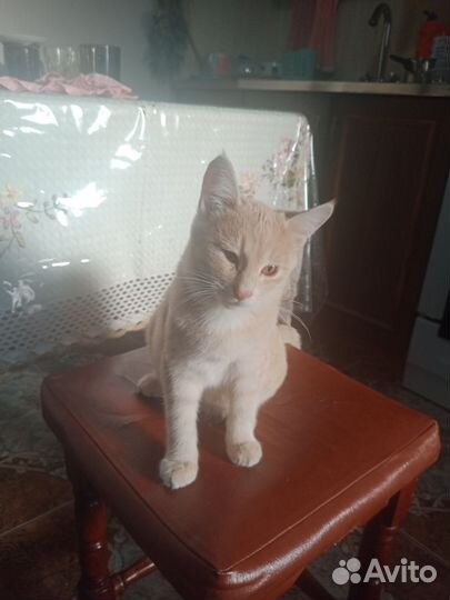 Кошечка 6 месяцев