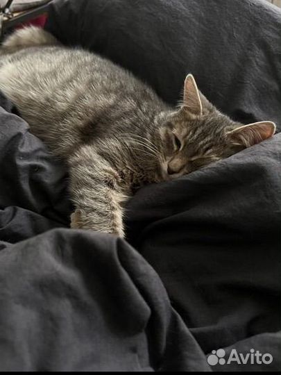 Кошка в дар бесплатно