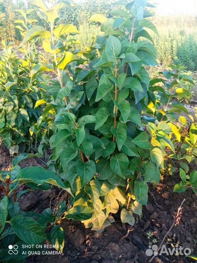 Бирючина,Барбарис,Шефердия,Жасмин,Снежноягодник