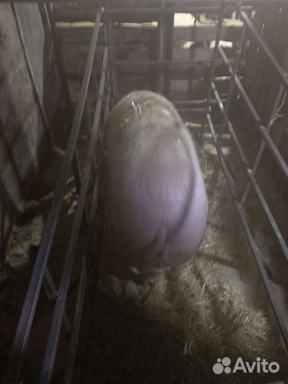 Осеменение свиней