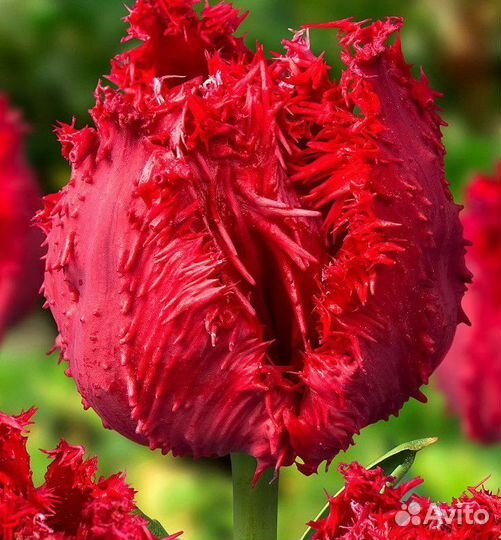 Луковицы тюльпаны сортовые