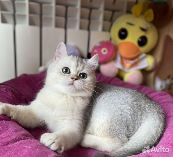 Шотландский кот