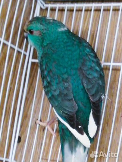 Попугай какарик птенцы от 2,5 мес и взрослые