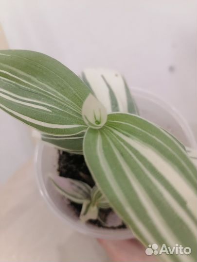 Строманта триколор 350р, традисканция белая 150р