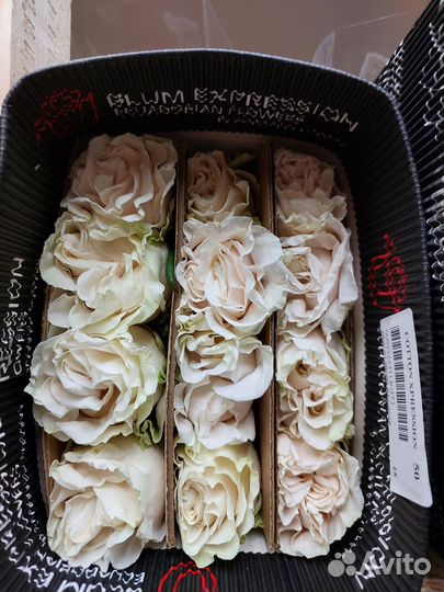 Роза пионовидная Эквадор