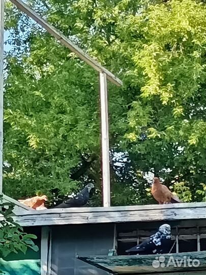 Голуби свердловские