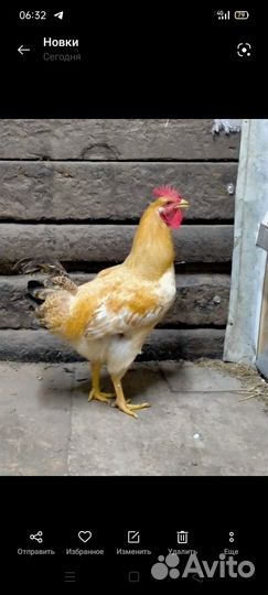 Молодые петушки