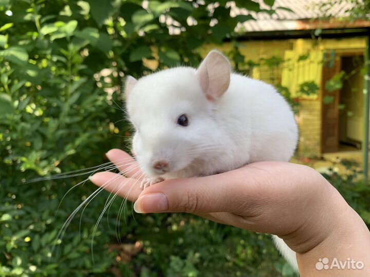 Шиншилла
