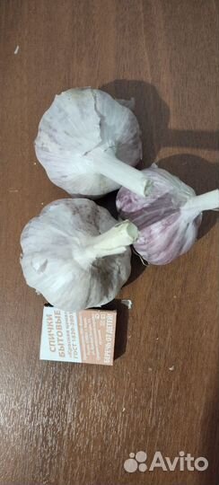 Семена чеснока любаша