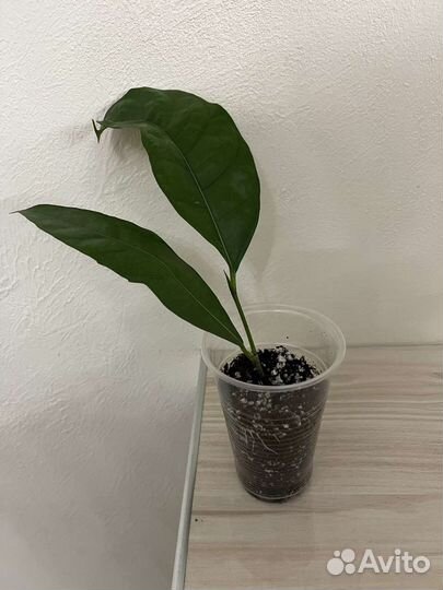 Фикусы сортовые