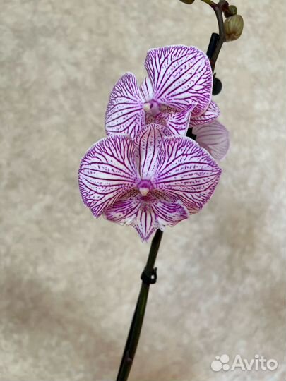 Орхидея фаленопсис