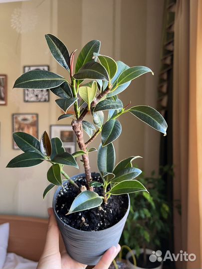 Фикус Мелани