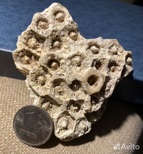 Окаменелость. Похожа на коралл