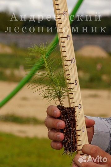 Сеянцы и саженцы сосны и ели зкс