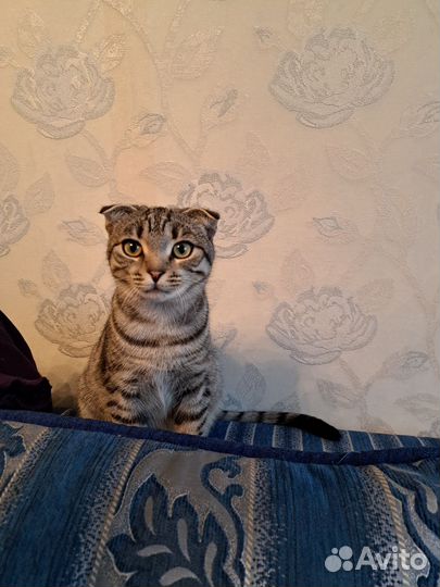 Вислоухая кошечка