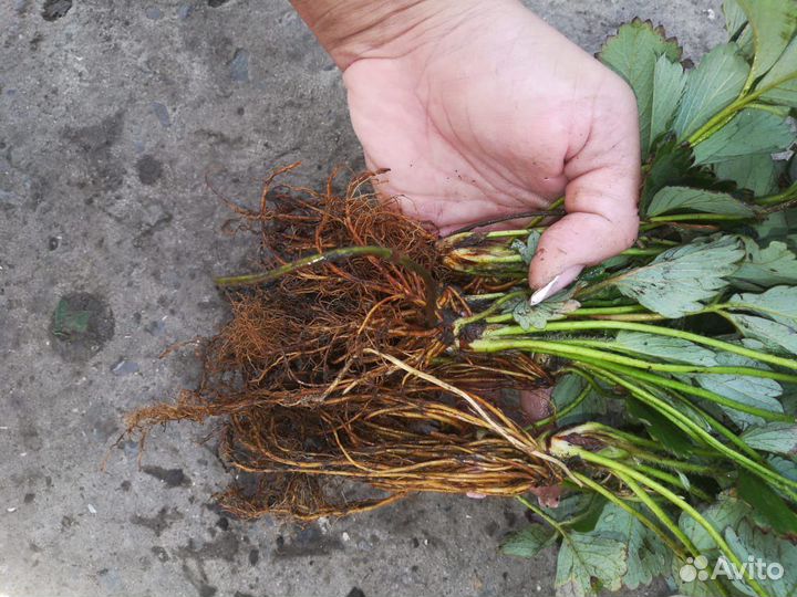 Ремонтантные сорта клубники